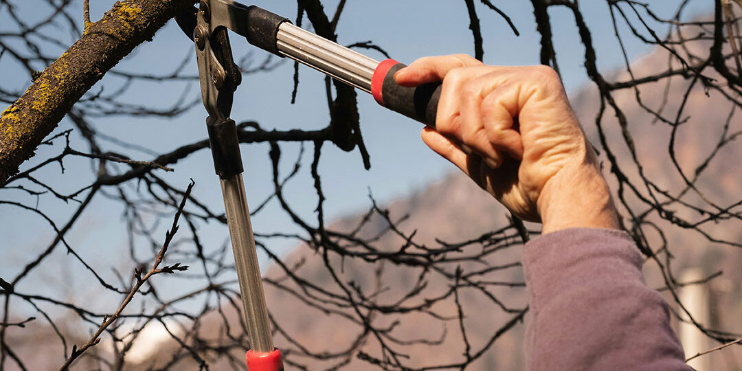 Winter Pruning in New Jersey - Ryser's