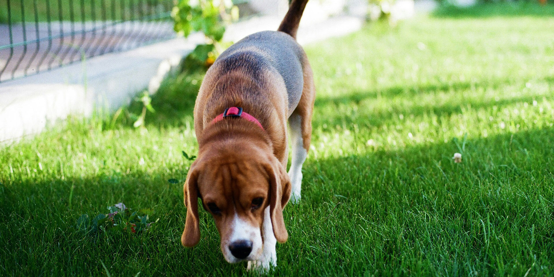 pet-friendly-landscaping-nj