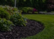 A well-kept New Jersey lawn with fresh mulch and summer foundation plantings