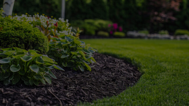 A well-kept New Jersey lawn with fresh mulch and summer foundation plantings