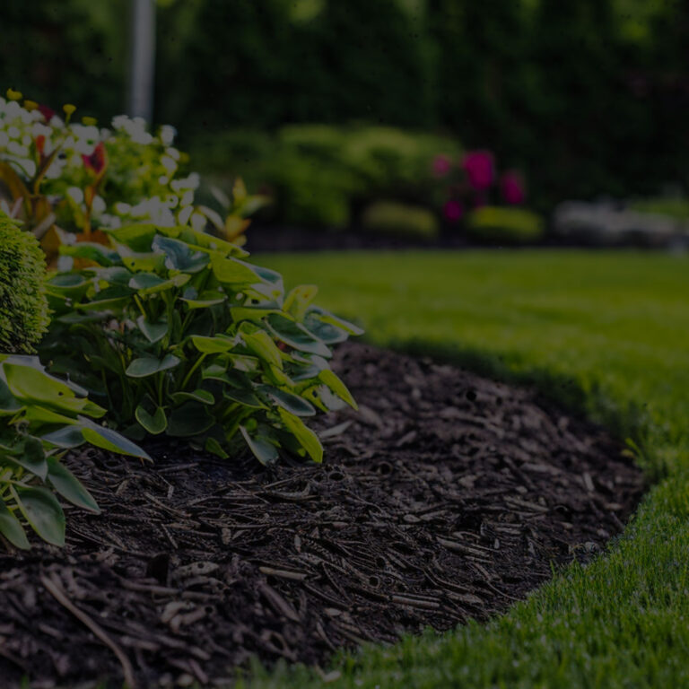 A well-kept New Jersey lawn with fresh mulch and summer foundation plantings