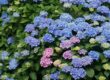Blue and pink hydrangeas blooming in a New Jersey-style garden bed