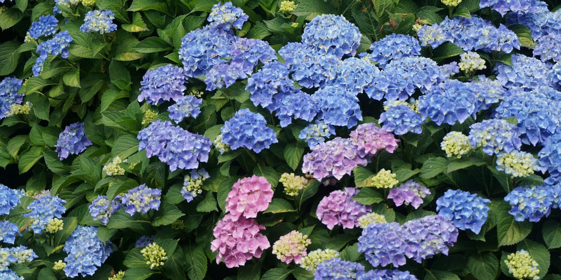 Hydrangea maintenance New Jersey garden Blue and pink hydrangeas blooming in a New Jersey-style garden bed