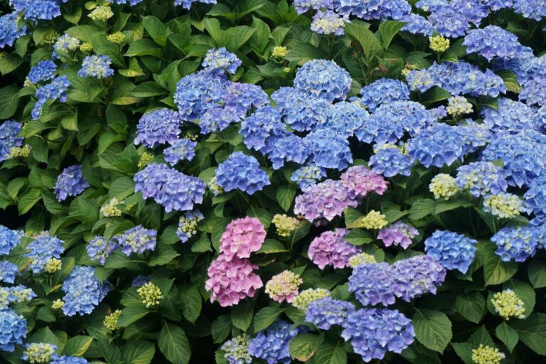 Blue and pink hydrangeas blooming in a New Jersey-style garden bed
