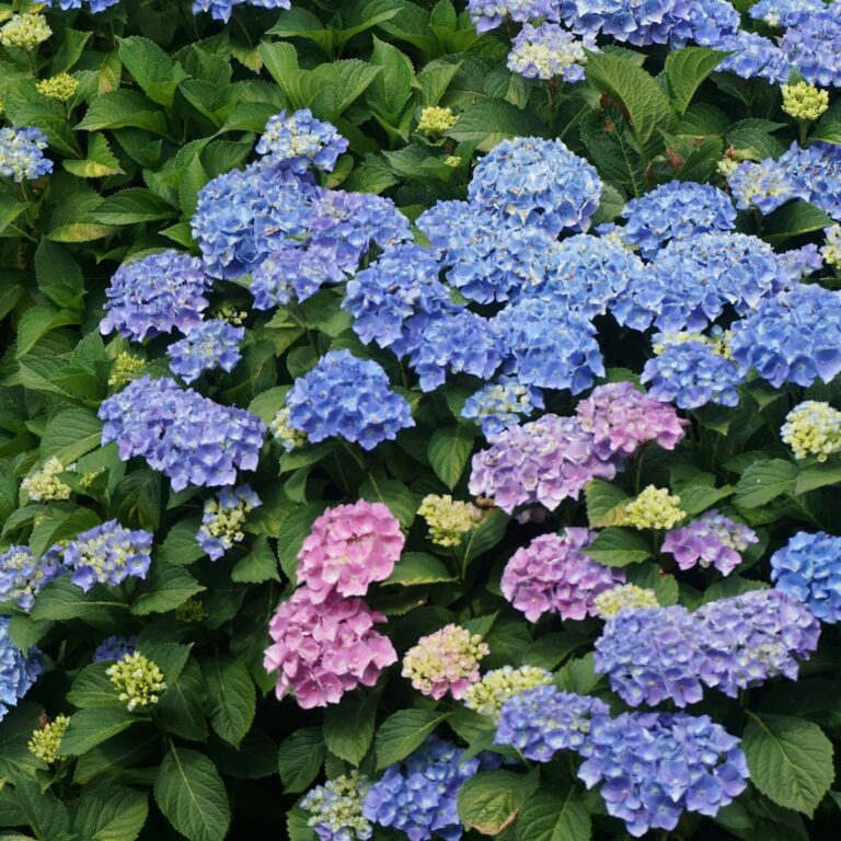 Blue and pink hydrangeas blooming in a New Jersey-style garden bed