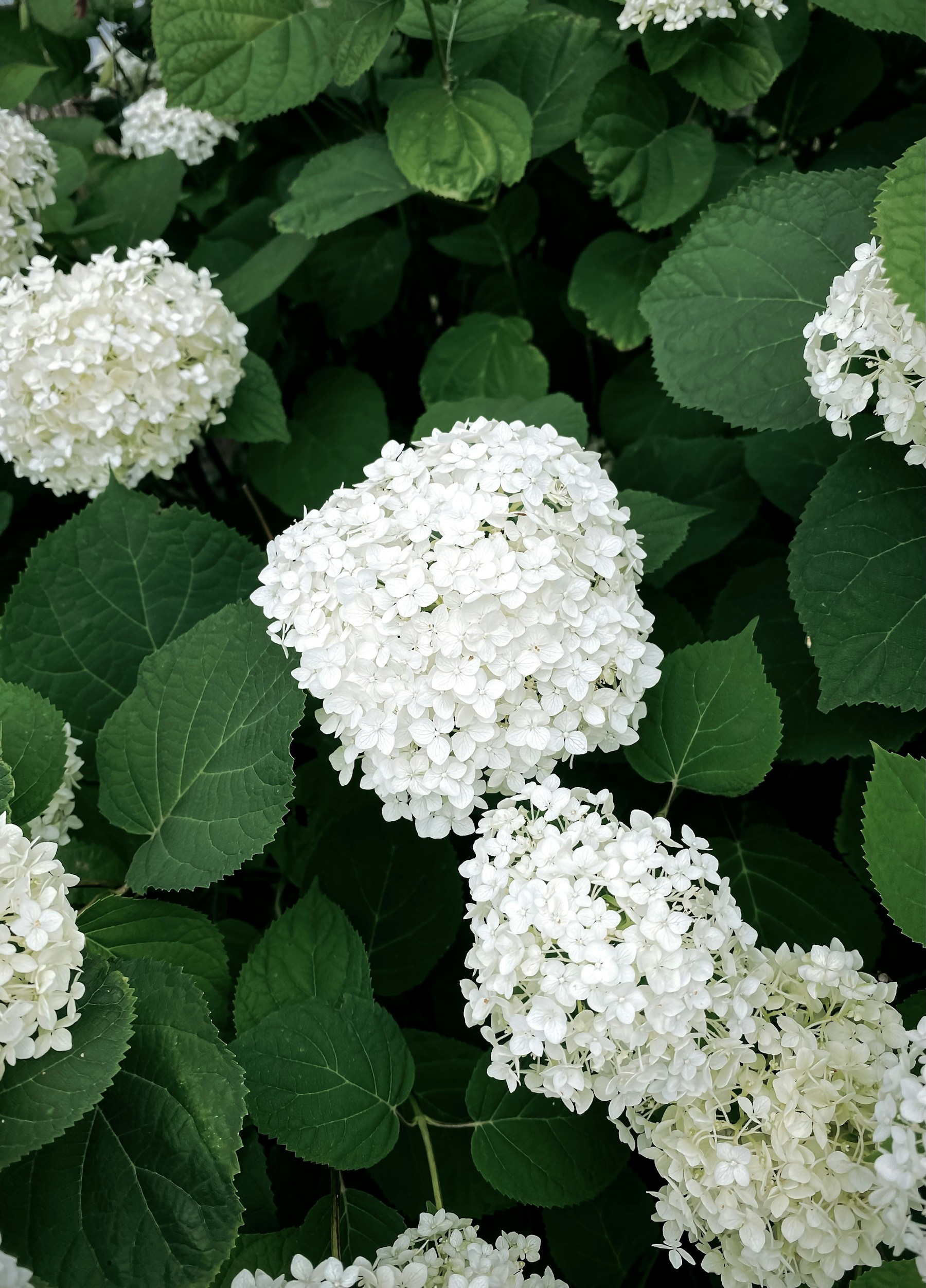 White hydrangeas growing in a shaded garden bed