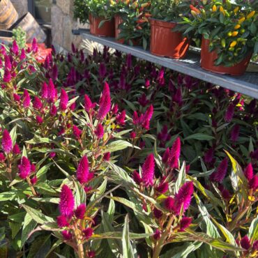 Bright pink celosia plants adding seasonal color at Ryser's