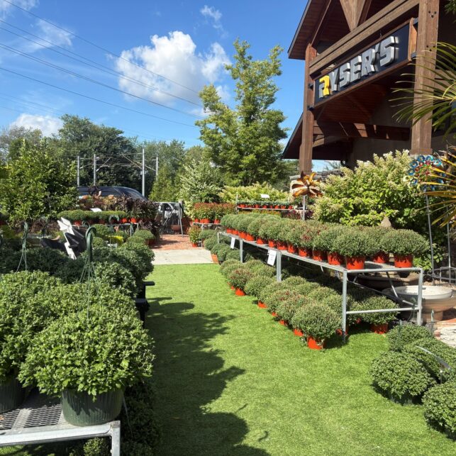 Plants and seasonal color displayed outside Ryser's garden center