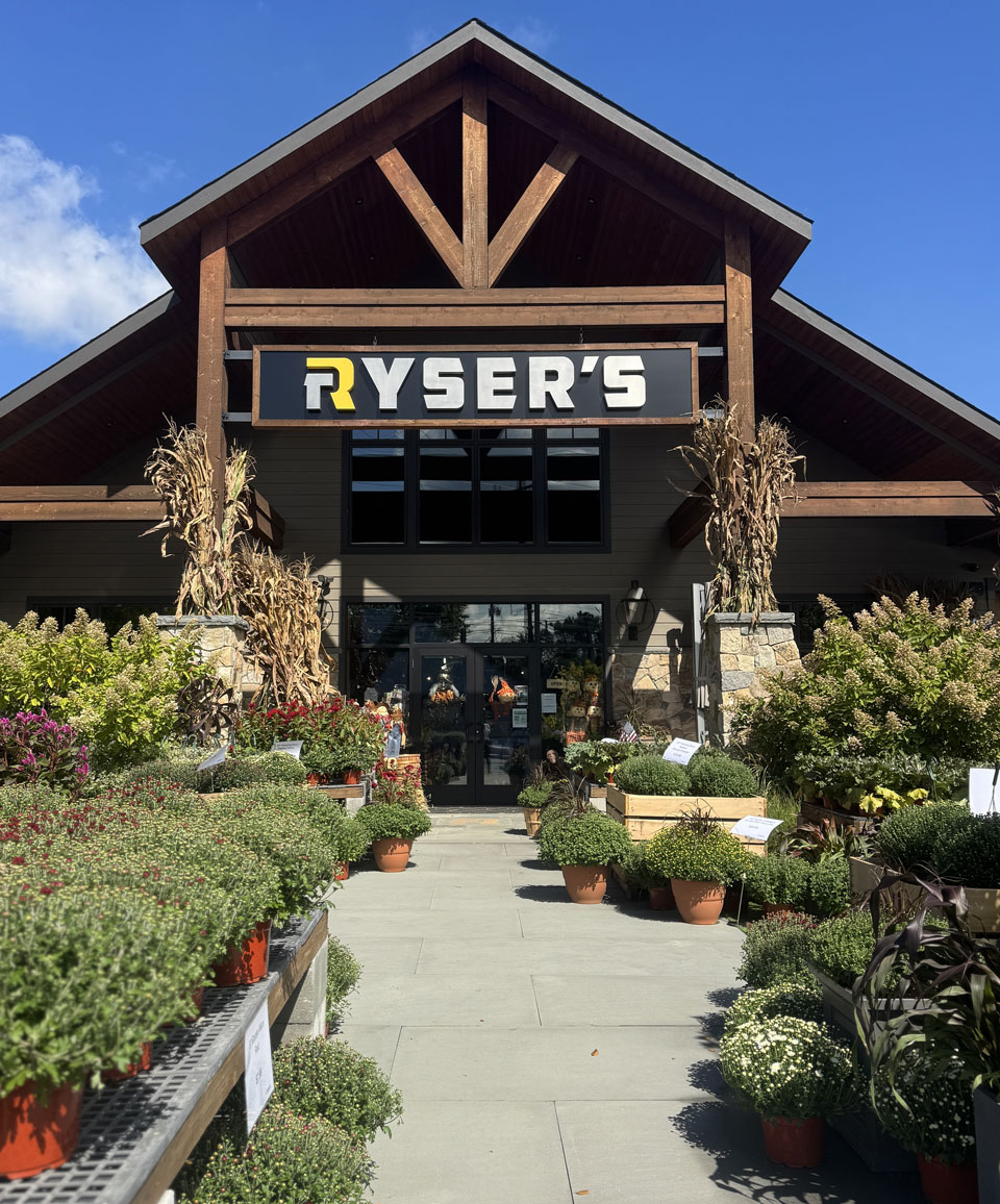 rysers-landscape-supply_fall-mums-for-sale